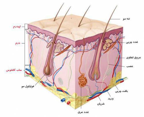 آناتومی و فیزیولوژی پوست
