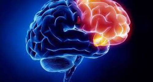 آناتومی و اختلالات مغز و اعصاب